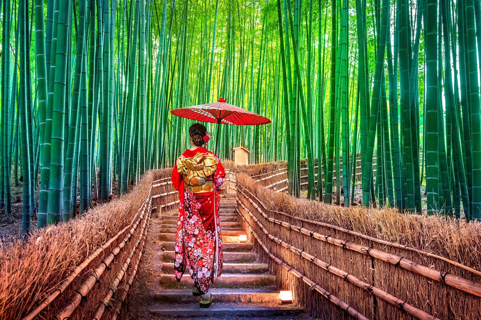 A woman in a kimono with a red umbrella walking a path through a tall bamboo grove in Japan